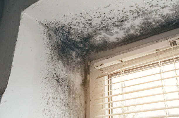 Trusted Commercial Mold Remediation service in Rocky Mount, VA - Cheap Mold Removal