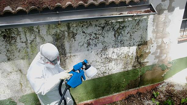 Trusted Attic Mold Removal service in Rocky Mount, VA - Cheap Mold Removal